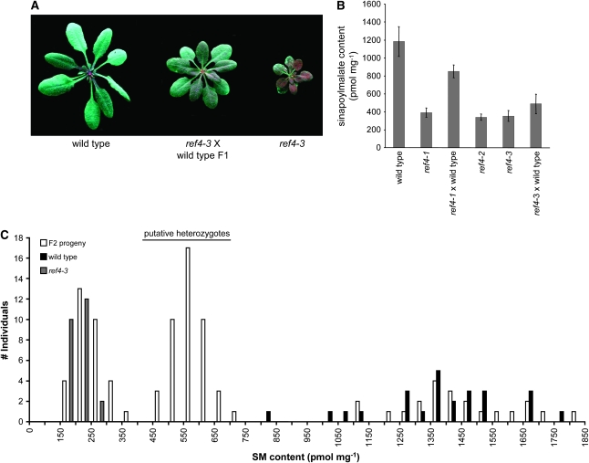 Figure 4.—