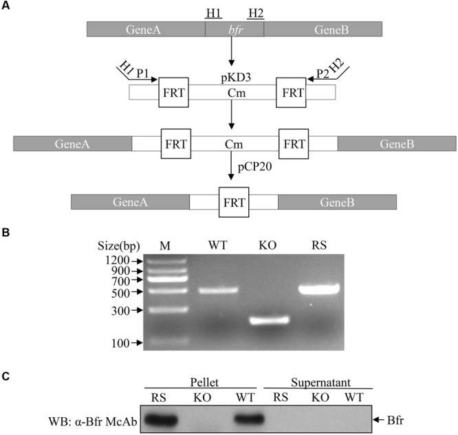 FIGURE 6