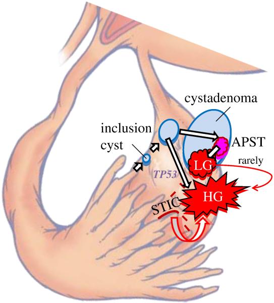 Fig. 8