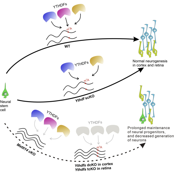 graphic file with name fx1.jpg