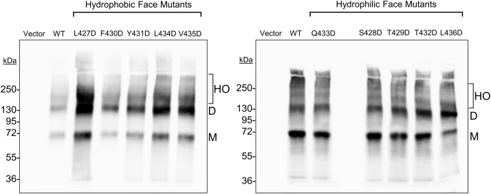 Figure 5