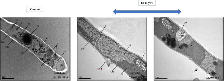 Fig. 8