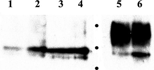 FIG. 5.