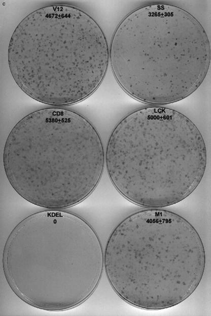 FIG.6.