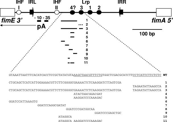 FIG. 1.