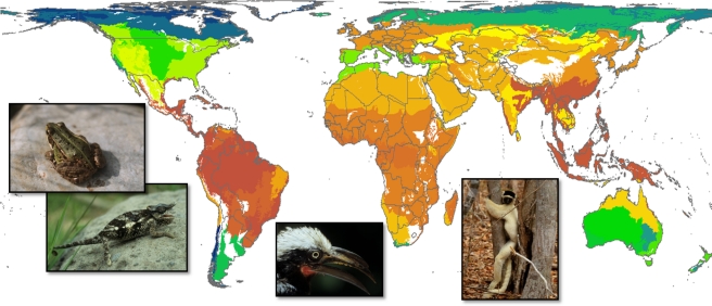 Global patterns of terrestrial vertebrate diversity analyzed in the study. Each of the 32 bioregions is colored by its vertebrate species richness (amphibian, reptile, bird, mammal richness combined; dark green represents the lowest values and dark red represents the highest values).