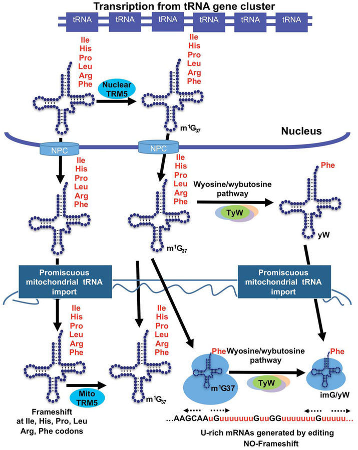 FIG 1.