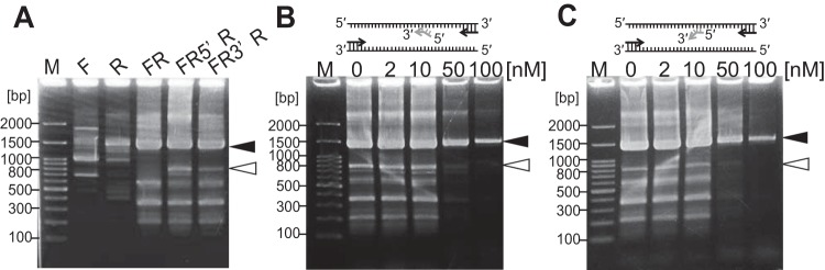 FIG 6