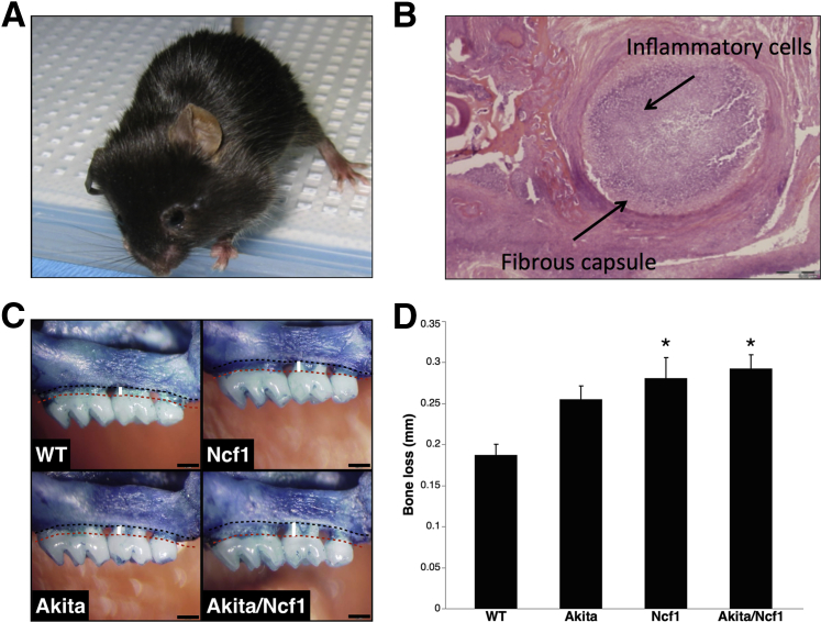 Figure 4