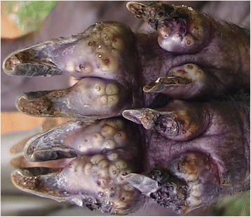 Fig. 3