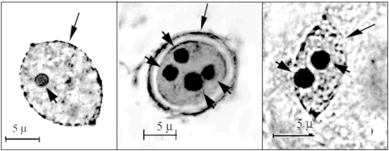 Fig. 1