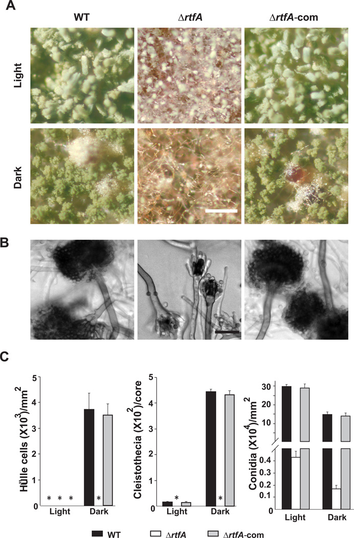 Fig. 10