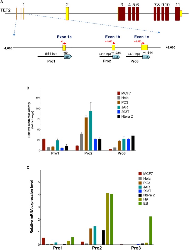 FIGURE 3