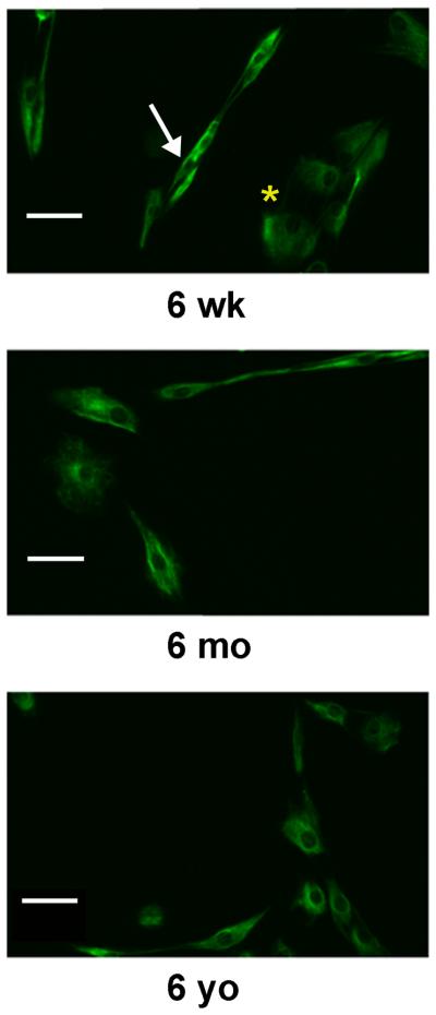 Fig. 8