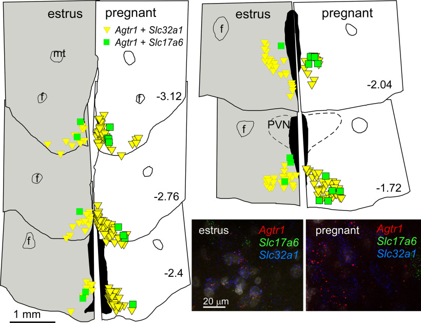 graphic file with name ENEURO.0404-21.2021_f020.jpg