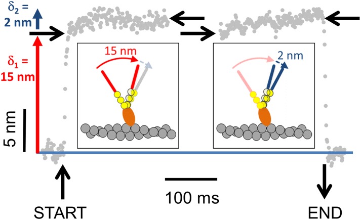 Myosin-10 produces its power-stroke in two phases and moves ...