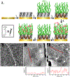 Figure 1 –