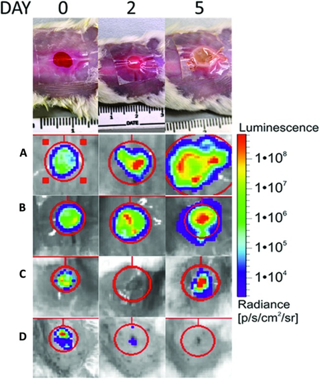 FIGURE 3