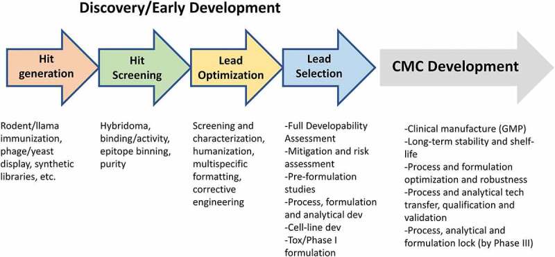 An arrowed flow chart describing various stages of biologics discovery and development, going from hit generation to hit screening, lead optimization, lead selection and CMC development. Specific activities for each stage are listed.