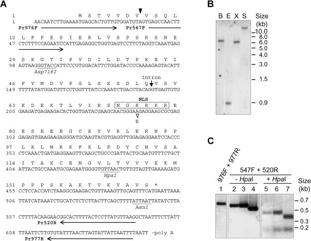 Fig 1.