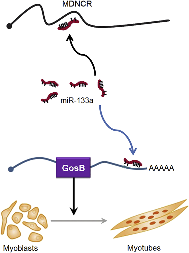 Figure 11