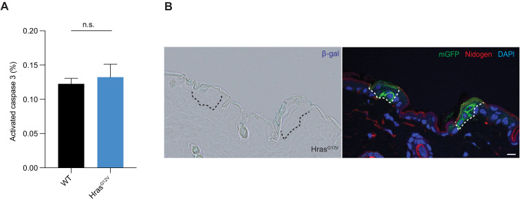 Figure 1—figure supplement 1.