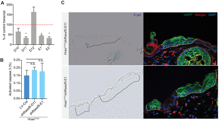 Figure 5—figure supplement 1.