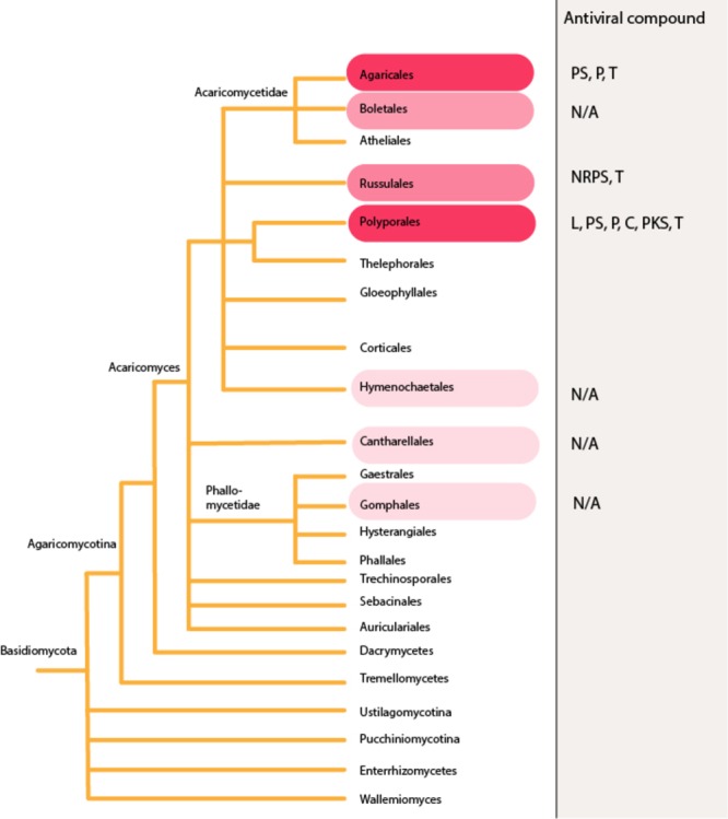 FIGURE 3