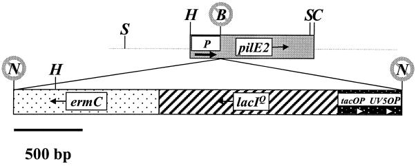 FIG. 1