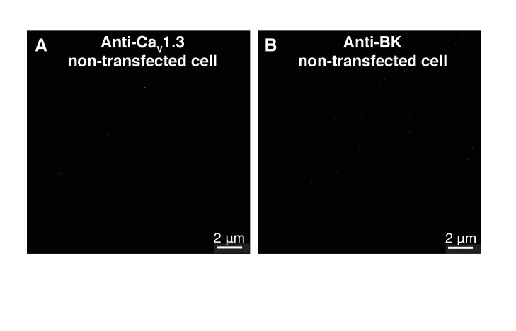 Figure 4—figure supplement 3.