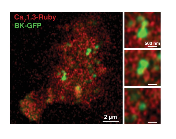 Figure 4—figure supplement 4.