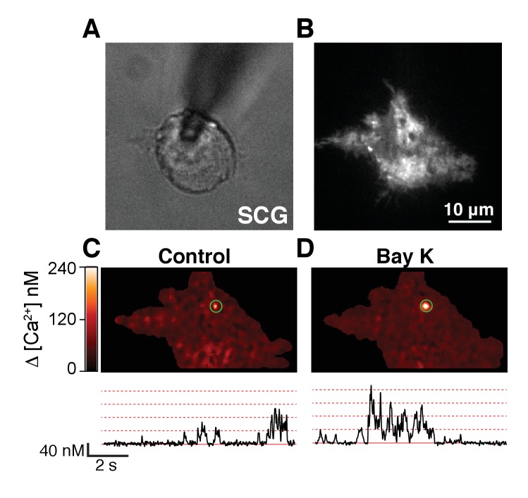 Figure 5—figure supplement 3.