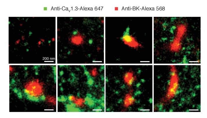 Figure 5—figure supplement 2.