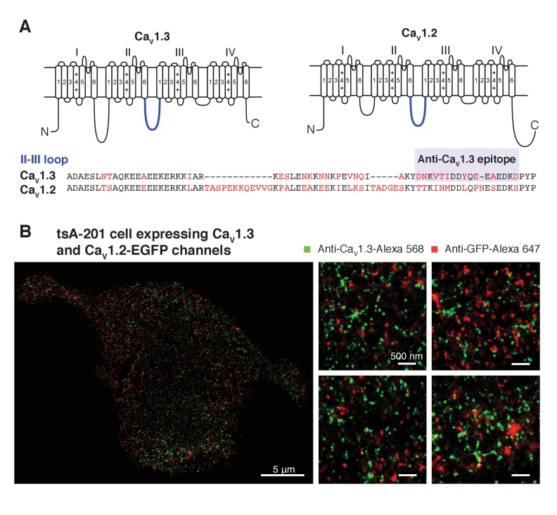 Figure 5—figure supplement 1.