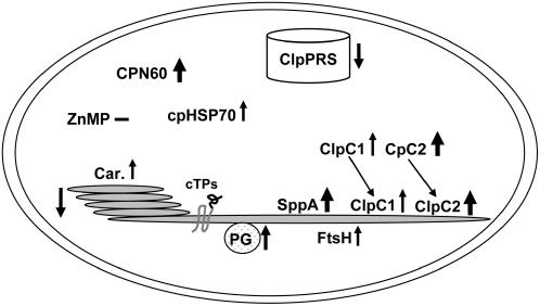 Figure 11.