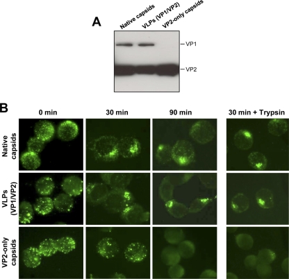 FIG. 8.