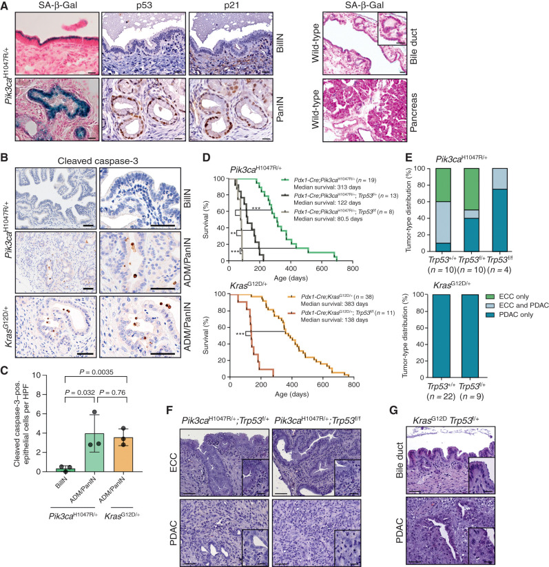 Figure 3. Oncogenic PI3K signaling induces senescence in the extrahepatic bile duct that is independent of the Trp53 pathway. A, Left, representative SA-β-Gal staining, and p53 and p21 IHC of BilIN (top) and PanIN (bottom) lesions of a Pdx1-Cre;Pik3caH1047R/+ mouse. Right, representative SA-β-Gal staining of wild-type extrahepatic bile duct and pancreas. Scale bars, 20 μm. B, Representative IHC cleaved caspase-3 staining of BilIN and ADM/PanIN of a Pdx1-Cre;LSL-Pik3caH1047R/+ mouse and an ADM/PanIN of Pdx1-Cre;LSL-KrasG12D/+ mouse. Scale bars, 50 μm. C, Quantification of cleaved caspase-3–positive epithelial cells in BilIN and ADM/PanIN lesions of the indicated genotypes. Each dot represents one animal (mean ± SD; P values are indicated, two-tailed Student t test). HPF, high-power field; pos., positive. D, Kaplan–Meier survival curves of the indicated genotypes (**, P < 0.01; ***, P < 0.001, log-rank test). E, Top: tumor-type distribution according to histologic analysis of the extrahepatic bile duct and pancreas of Pdx1-Cre;LSL-Pik3caH1047R/+, Pdx1-Cre;LSL-Pik3caH1047R/+;p53f/+, and Pdx1-Cre;LSL-Pik3caH1047R/+;p53f/f mice. Note: Reduced ECC fraction in mice with the Pdx1-Cre;Pik3caH1047R/+;p53f/f genotype (P = 0.02, Fisher exact test). Bottom: tumor-type distribution according to histologic analysis of the extrahepatic bile duct and pancreas of Pdx1-Cre;LSL-KrasG12D/+ and Pdx1-Cre;LSL-KrasG12D/+;p53f/+ mice. F, Representative hematoxylin and eosin (H&E) staining of ECC and PDAC of Pdx1-Cre;LSL-Pik3caH1047R/+;p53f/+ and Pdx1-Cre;LSL-Pik3caH1047R/+;p53f/f mice. G, Representative H&E staining of the common bile duct and PDAC of a Pdx1-Cre;LSL-KrasG12D/+;p53f/+ mouse. Scale bars, 50 μm for micrographs and 20 μm for insets. The Pdx1-Cre;Pik3caH1047R/+ and Pdx1-Cre;LSL-KrasG12D/+ cohorts shown in D and E are the same as those shown in Fig. 2C and D.