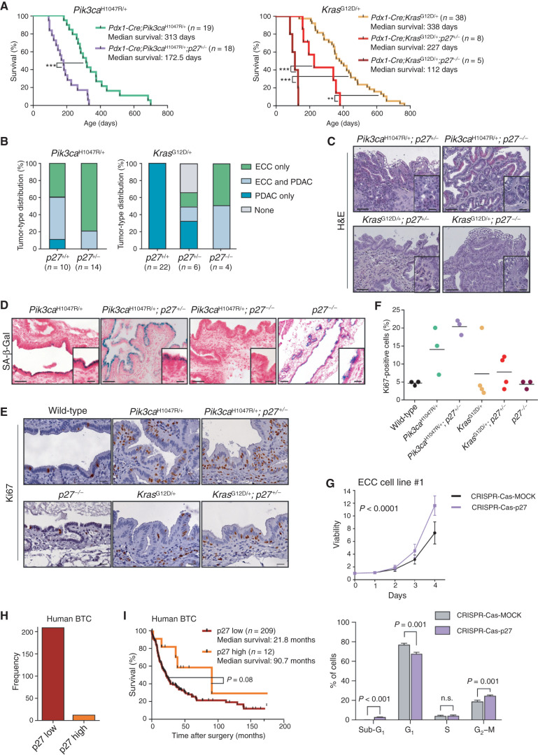 Figure 7. p27Kip1 is a context-specific roadblock for Kras-induced ECC formation. A, Kaplan–Meier survival curves of the indicated genotypes (***, P < 0.001; **, P < 0.01, log-rank test). B, Tumor type distribution according to histologic analysis of the extrahepatic bile duct and pancreas from Pdx1-Cre;LSL-Pik3caH1047R/+ and Pdx1-Cre;LSL-Pik3caH1047R/+;p27+/− mice (left) and Pdx1-Cre;LSL-KrasG12D/+, Pdx1-Cre;LSL-KrasG12D/+;p27+/−, and Pdx1-Cre;LSL-KrasG12D/+;p27−/− animals (right). Significant increase of ECC development in mice with the Pdx1-Cre;LSL-KrasG12D/+;p27−/− genotype (P < 0.0001, Fisher exact test). C, Representative hematoxylin and eosin (H&E) staining of the common bile duct of aged Pdx1-Cre;LSL-Pik3caH1047R/+;p27+/−, Pdx1-Cre;LSL-Pik3caH1047R/+;p27−/−, Pdx1-Cre;LSL-KrasG12D/+;p27+/−, and Pdx1-Cre;LSL-KrasG12D/+;p27−/− mice. D, Representative SA-β-Gal staining of the common bile duct of Pdx1-Cre;LSL-Pik3caH1047R/+, Pdx1-Cre;LSL-Pik3caH1047R/+;p27+/−, Pdx1-Cre;LSL-Pik3caH1047R/+;p27−/−, and p27−/− mice. C and D, Scale bars, 50 μm for micrographs and 20 μm for insets. E, Representative images of Ki67-stained common bile duct tissue sections of 3-month-old wild-type (control), Pdx1-Cre;LSL-Pik3caH1047R/+, Pdx1-Cre;LSL-Pik3caH1047R/+;p27+/−, p27−/−, Pdx1-Cre;LSL-KrasG12D/+, and Pdx1-Cre;LSL-KrasG12D/+;p27+/− mice. Scale bars, 20 μm. F, Quantification of Ki67-positive biliary epithelial cells of indicated genotypes. Each dot represents one animal, and the horizontal line represents the mean. G, Top: viability assay of primary murine ECC cell line #1 from a Pdx1-Cre;LSL-Pik3caH1047R/+ mouse after CRISPR-Cas9–mediated deletion of p27Kip1 (Cdkn1b). Cells were transfected with either Cas9-sgRNA-p27Kip1 targeting Cdkn1b (CRISPR-Cas-p27) or a MOCK Cas9-sgRNA-MOCK vector, selected using puromycin, and cell viability was measured in triplicate using the MTT assay (n = 4 independent experiments; mean ± SD; P < 0.0001, two-way ANOVA). Bottom: FACS-based cell-cycle analysis of the cells shown in the top panel. The P values were determined with multiple t tests and Benjamini correction and are shown in the figure. n.s., not significant. H, Quantification of p27Kip1 expression by IHC of 221 surgically resected human BTC specimens. I, Kaplan–Meier survival curves of patients with BTC with low or high p27Kip1 protein abundance (P = 0.08, log-rank test). The Pdx1-Cre;Pik3caH1047R/+ and Pdx1-Cre;LSL-KrasG12D/+ cohorts shown in A and B are the same as those shown in Fig. 2C and D.