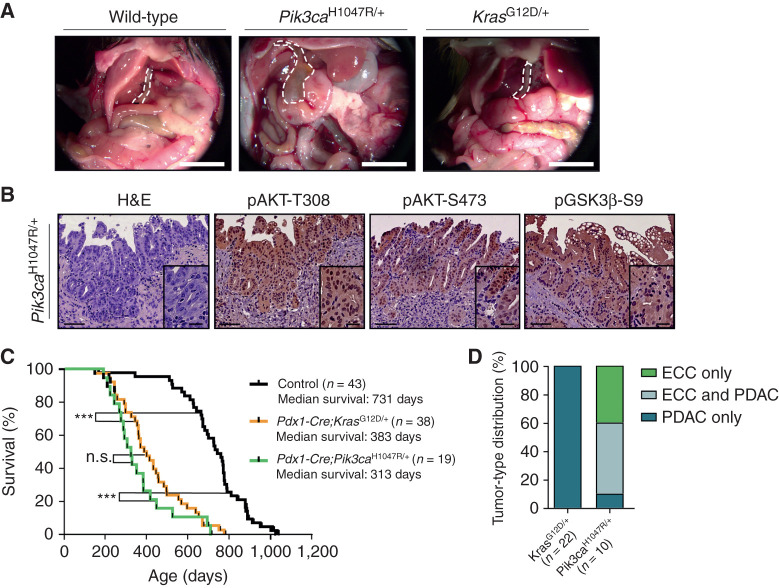 Figure 2. Expression of oncogenic Pik3caH1047R but not KrasG12D induces ECC. A, Representative in situ images of 12-month-old wild-type (control), Pdx1-Cre;LSL-Pik3caH1047R/+, and Pdx1-Cre;LSL-KrasG12D/+ mice. The common bile duct is outlined by a white dashed line. Scale bars, 1 cm. B, Representative hematoxylin and eosin (H&E) stainings and IHC analyses of PI3K/AKT pathway activation in the common bile duct of aged Pdx1-Cre;LSL-Pik3caH1047R/+ mice with invasive ECC. Scale bars, 50 μm for micrographs and 20 μm for insets. C, Kaplan–Meier survival curves of the indicated genotypes (n.s., not significant; ***, P < 0.001, log-rank test). D, Tumor-type distribution in percentage according to histologic analysis of the extrahepatic bile duct and the pancreas from Pdx1-Cre;LSL-KrasG12D/+ and Pdx1-Cre;LSL-Pik3caH1047R/+ mice.