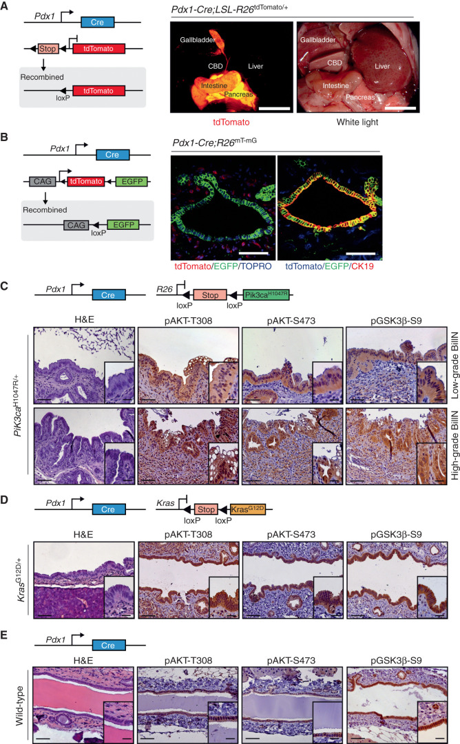 Figure 1. Constitutive activation of the PI3K signaling pathway induces premalignant biliary intraepithelial neoplasia (BilIN). A, Left: genetic strategy and recombination scheme to analyze the patterns of Pdx1-Cre transgene expression using a conditional tdTomato reporter allele (LSL-R26tdTomato/+). Right: macroscopic fluorescence and white-light images of the Pdx1-Cre;LSL-R26tdTomato/+ reporter mouse. Visualization of tdTomato reveals reporter gene expression (red) in the pancreas, duodenum, gallbladder, and common bile duct (CBD). Scale bars, 1 cm. B, Left: genetic strategy and recombination scheme to analyze the patterns of Pdx1-Cre transgene expression using a switchable floxed double-color fluorescent tdTomato-EGFP Cre reporter line (R26mT-mG). Right panel, left image: representative confocal microscopic image of tdTomato (red color, non–Cre-recombined cells) and Cre-induced EGFP (green color) expression in the common bile duct. Note: Cre-mediated EGFP expression in the biliary epithelium and peribiliary glands, but not stromal cells. Nuclei were counterstained with TOPRO-3 (blue). Right image: representative immunofluorescence staining of CK19 (red color) of Pdx1-Cre;R26mT-mG/+ animal. Note: Blue color shows expression of tdTomato in unrecombined cells. Green color labels Cre-recombined cells that express EGFP. Colocalization of CK19 immunofluorescence staining (red) and EGFP expression (green) results in yellow color. Scale bars, 50 μm. C–E, Genetic strategy used to express oncogenic Pik3caH1047R (C), KrasG12D (D), or only Cre as control (E) in the common bile duct (top). Hematoxylin and eosin (H&E) staining and IHC analysis of PI3K/AKT pathway activation in the biliary epithelium of the common bile duct and different grades of dysplasia in BilIN (bottom). Scale bars, 50 μm for micrographs and 20 μm for insets.