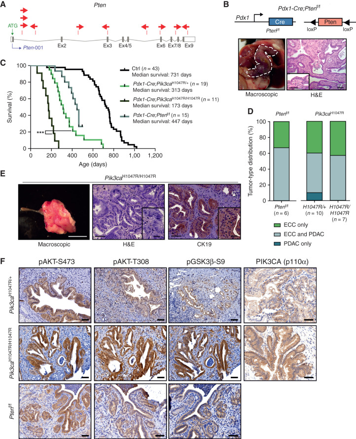 Figure 5. Functional validation of transposon integrations: PI3K signaling output is a critical determinant of ECC development. A, piggyBac insertion patterns in Pten. Pten possesses one protein-coding isoform consisting of nine exons. Each arrow represents one insertion and indicates the orientation of the CAG promoter that was introduced into the transposon. B, Top: genetic strategy used to inactivate Pten in the Pdx1 linage using a Pdx1-Cre line. Bottom: representative macroscopic picture (left, bile duct depicted by a white dashed line) and hematoxylin and eosin (H&E)–stained tissue section (right) of an ECC from a Pdx1-Cre;Ptenf/f mouse. Scale bars, 50 μm for micrographs and 50 μm for insets. C, Kaplan–Meier survival curves of the indicated genotypes (***, P < 0.001, log-rank test). The Pdx1-Cre;Pik3caH1047R/+ and the control cohort are the same as those shown in Fig. 2C. D, Tumor-type distribution according to histologic analysis of the bile duct and pancreas from Pdx1-Cre;Ptenf/f, Pdx1-Cre;LSL-Pik3caH1047R/+, and Pdx1-Cre;LSL-Pik3caH1047R/H1047R mice. The Pdx1-Cre;Pik3caH1047R/+ cohort is the same as shown in Fig. 2D. E, Left: representative macroscopic picture of an ECC from a Pdx1-Cre;LSL-Pik3caH1047R/H1047R mouse. Scale bar, 1 cm. Middle and right: representative H&E-stained (middle) and IHC CK19–stained (right) tissue section of an ECC from a Pdx1-Cre;Pik3caH1047R/H1047R mouse. Scale bars, 50 μm for micrographs and 20 μm for insets. F, Representative H&E stainings and IHC analyses of PI3K/AKT pathway activation and Pik3ca (p110α) expression in the common bile duct of Pdx1-Cre;LSL-Pik3caH1047R/+, Pdx1-Cre;LSL-Pik3caH1047R/H1047R, and Pdx1-Cre;Ptenf/f mice. Scale bars, 50 μm.