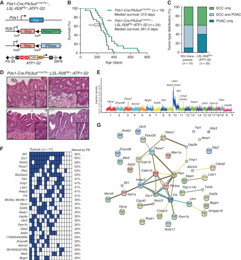 Figure 4. Identification of cancer genes in the extrahepatic biliary tract by a piggyBac transposon mutagenesis screen. A, Genetic strategy used to activate ATP1-S2 transposons by the piggyBac (PB) transposase in a Pdx1-Cre;LSL-Pik3caH1047R/+-mutant background. The ATP1-S2 mouse line carries 20 copies of the transposon construct on chromosome 10, which can be mobilized by the piggyBac transposase. Unidirectional integration of the transposon can lead to gene activation through its CAG promoter. Gene inactivation is independent of transposon orientation. CAG, CAG promoter; iPBase, insect version of the piggyBac transposase; pA, poly adenylation site; SA, splice acceptor; SD, splice donor. B, Kaplan–Meier survival curves of the indicated genotypes (***, P < 0.001, log-rank test). The Pdx1-Cre;Pik3caH1047R/+ cohort is the same as that shown in Fig. 2C. C, Tumor-type distribution according to histologic analysis of the extrahepatic bile duct and pancreas from Pdx1-Cre;LSL-Pik3caH1047R/+ and Pdx1-Cre;LSL-Pik3caH1047R/+;LSL-R26PB;ATP1-S2 mice. W/o, without. D, Representative hematoxylin and eosin stainings of four individual piggyBac-induced ECC of Pdx1-Cre;LSL-Pik3caH1047R/+;LSL-R26PB;ATP1-S2 mice. Scale bars, 50 μm for micrographs and 20 μm for insets. E, Genome-wide representation of transposon insertion densities in ECCs (pooled data from 17 tumors). Selected CIS genes are depicted. Chromosomes are labeled by different colors, and chromosome number is indicated on the x-axis. The transposon donor locus is on chromosome 10. F, Co-occurrence analysis of the CIS identified by TAPDANCE analysis in 17 tumors. Each column represents one tumor where insertions in the respective genes are indicated in blue. The fraction of tumors carrying an insertion in the respective genes is given as percentage. G, Network of protein interactions between CIS genes generated by STRING analysis (38). Each network node represents one protein. Interactions are marked by lines in different colors (green, neighborhood evidence; purple, experimental evidence; light blue, database evidence; black, coexpression evidence). Cdkn1b, p27Kip1.