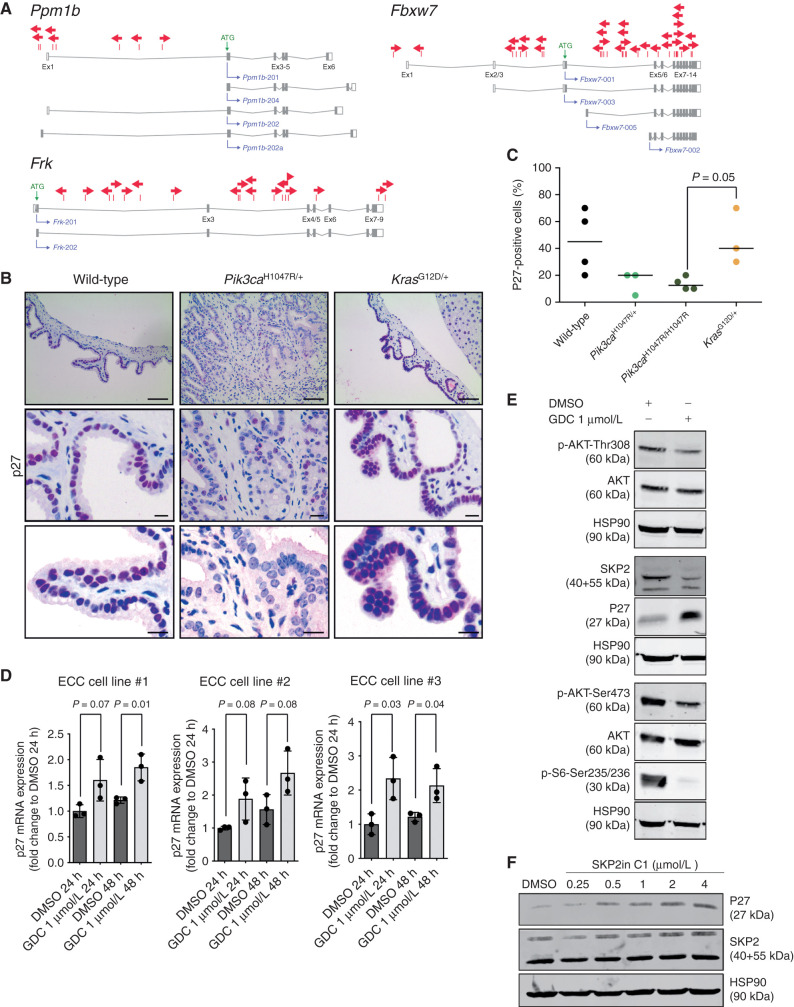 Figure 6. p27Kip1 (Cdkn1b) expression is downregulated by mutant PIK3CAH1047R. A, piggyBac insertion patterns for selected CIS genes implicated in p27Kip1 (Cdkn1b) regulation. Ppmb1b and Fbxw7 possess four protein-coding transcripts. Frk has two protein-coding isoforms consisting of eight and nine exons. Each arrow represents one insertion and indicates the orientation of the CAG promoter that was introduced into the transposon. B, Representative IHC analysis of p27Kip1 expression in the common bile duct of 6-month-old wild-type, Pdx1-Cre;LSL-Pik3caH1047R/+, and Pdx1-Cre;LSL-KrasG12D/+ mice. Scale bars, 80 μm (top) and 20 μm (middle and bottom). IHC staining was performed using 3-amino-9-ethylcarbazole (AEC) as chromogen, resulting in a pink color of positively stained cells. C, Quantification of p27Kip1-positive bile duct epithelial cells in 6-month-old wild-type, Pdx1-Cre;LSL-Pik3caH1047R/+, Pdx1-Cre;LSL-Pik3caH1047R/H1047R, and Pdx1-Cre;LSL-KrasG12D/+ mice (n = 3–4 animals per genotype). Each dot represents one animal; the horizontal line represents the mean (P = 0.05, Pdx1-Cre;LSL-Pik3caH1047R/H1047R vs. Pdx1-Cre;LSL-KrasG12D/+, Wilcoxon rank sum test). D, qRT-PCR analysis of p27Kip1 mRNA expression in three primary murine ECC cell lines from Pdx1-Cre;LSL-Pik3caH1047R/+ mice treated with either vehicle (DMSO) or 1 μmol/L GDC-0941 (GDC) for 24 or 48 hours (h) as indicated. Data are shown as fold change to DMSO treatment (n = 3; mean + SD; P values are indicated, Student t test). E, Immunoblot analysis of PI3K/AKT pathway activation and p27Kip1 expression in primary murine ECC cell line #1 treated with either vehicle (DMSO) or 1 μmol/L GDC-0941 for 48 hours. Hsp90α/β was used as loading control. F, Immunoblot analysis of p27Kip1 expression in primary murine ECC cell line #1 treated with either vehicle (DMSO) or the indicated concentrations of the SKP2 inhibitor SKP2in C1 for 48 hours. Hsp90α/β was used as loading control.