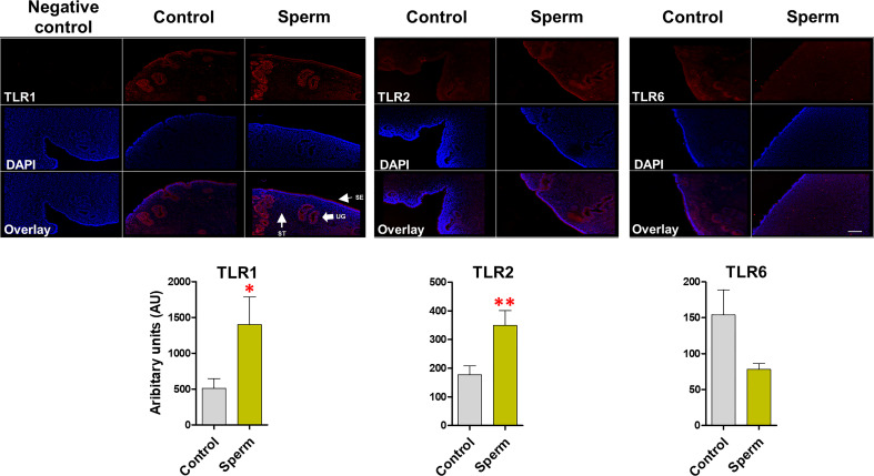 Figure 4