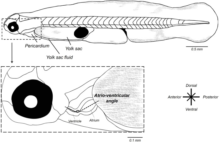 Fig. 7.