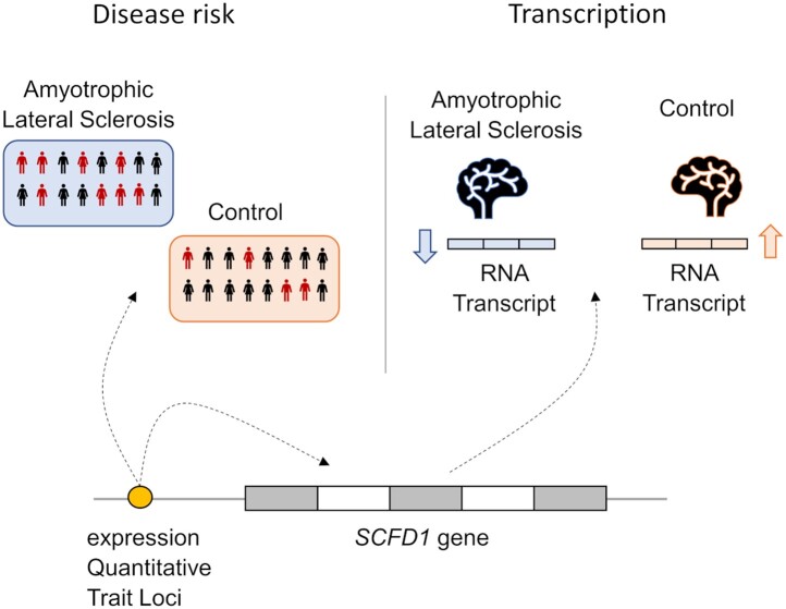 Graphical Abstract