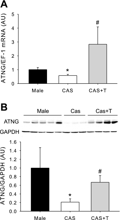 Fig. 10.