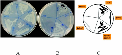 FIG. 2.