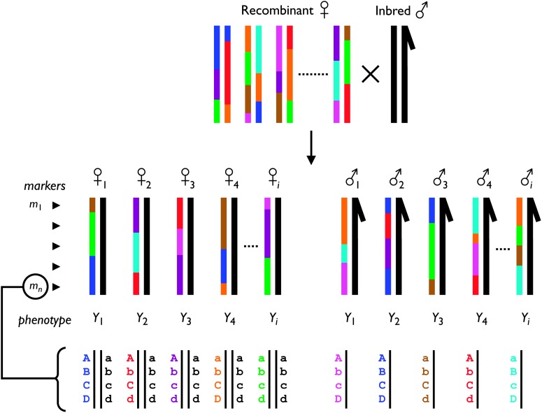 Figure 2.—