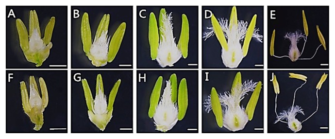 Fig. 5